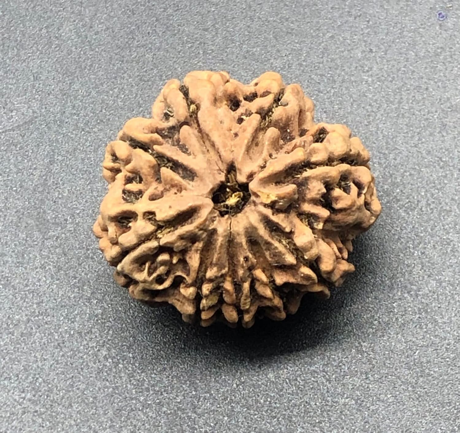 9 Mukhi 30.82mm Nepal Rudraksha 6.48 GMS/Nine Face/Goddess Durga Collector Size Rare Bead IGL Certified Exact Bead