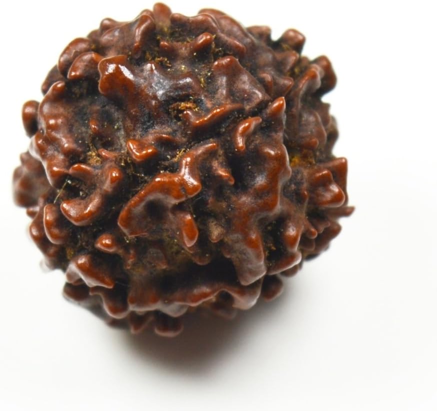 55Carat® 1 2 3 4 5 6 7 8 9 10 11 12 13 Mukhi Gauri Shankar Ganesh Mukhi Nepali Bead Lab Certified Original Rudraksha Real rudrakshi Pure rudrax Meditation Bead for Men and Women