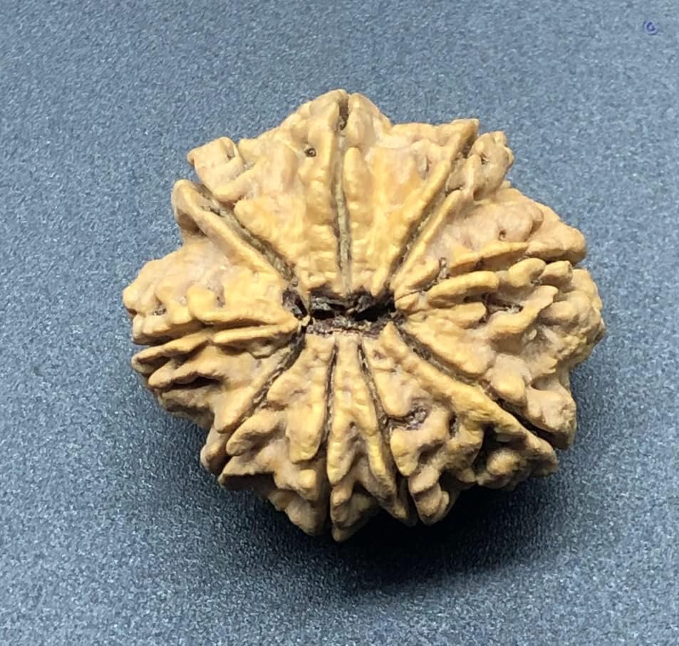 9 Mukhi 31.17mm Nepal Rudraksha 6.95 GMS/Nine Face/Goddess Durga Collector Size Rare Bead IGL Certified Exact Bead