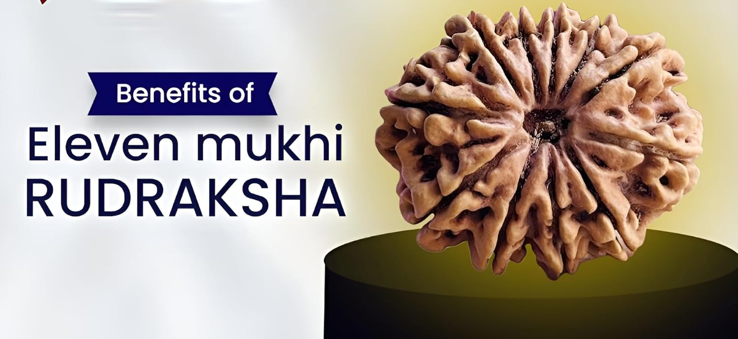 11 Mukhi Nepal Rudraksha Original Adjustable Thread Energized (Large 27mm-28mm)