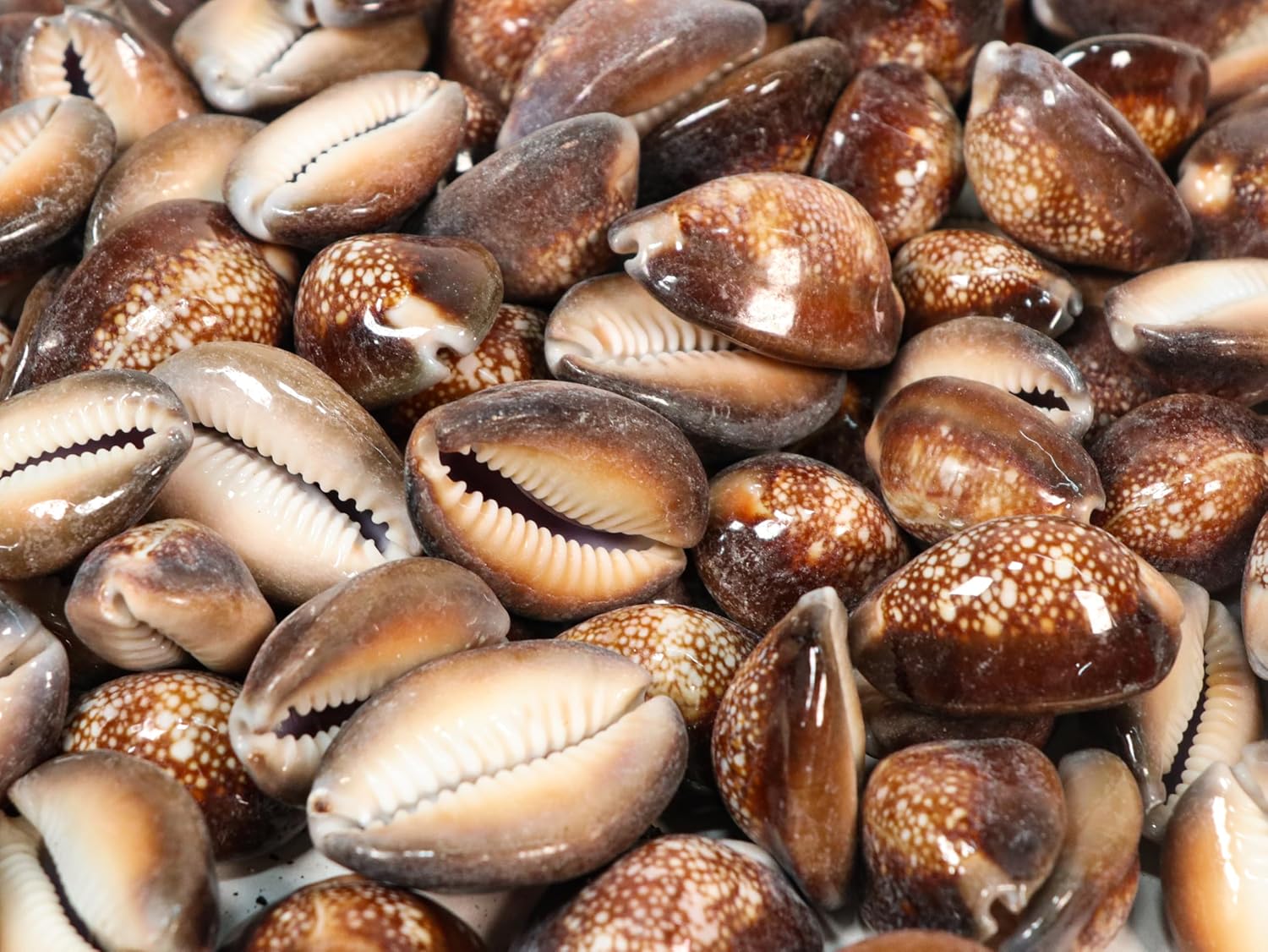 Snakehead Cowrie Shells (1-KG)