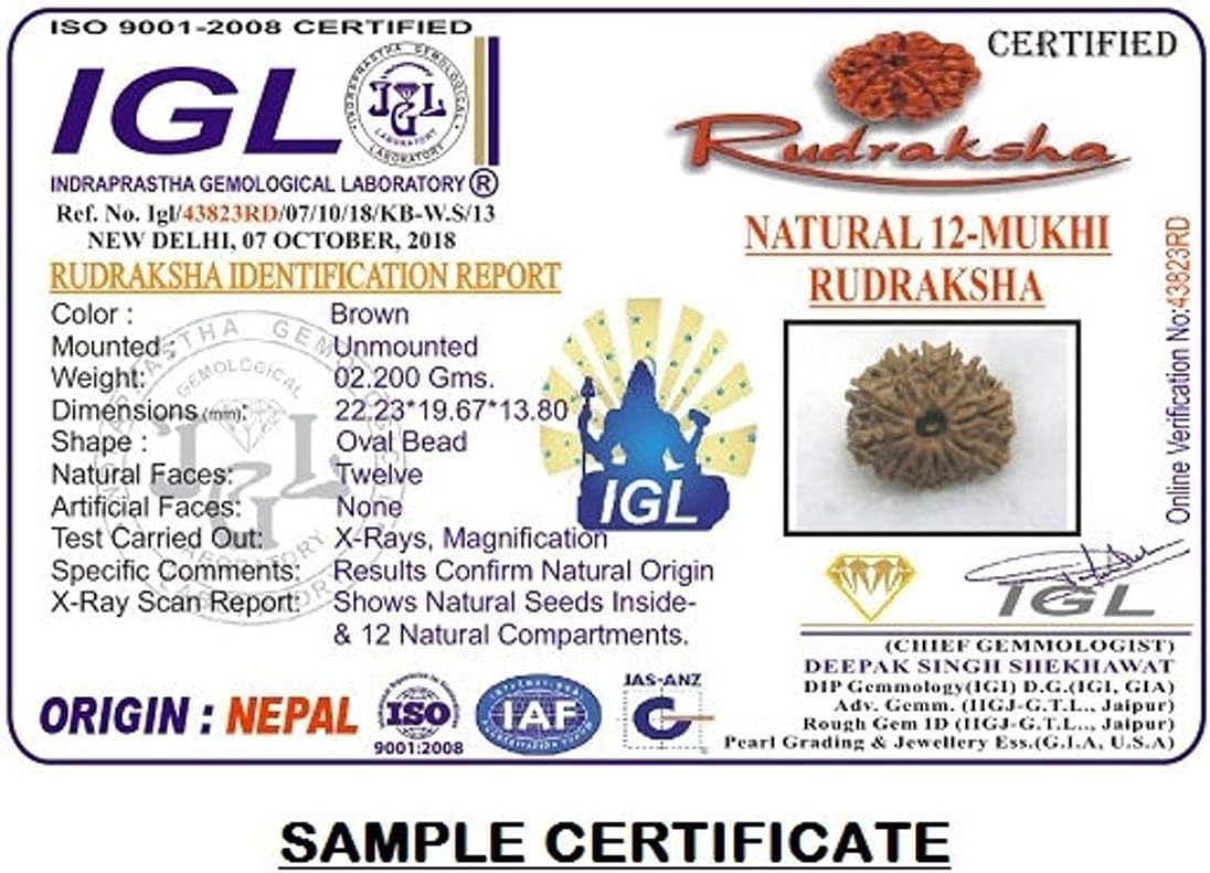 12 Mukhi Nepal Rudraksha /Twelve Face/ Lord Sun in Pure Silver Pendant IGL Certified 100% Original Geniune Bead All Size (Tiny 20mm-22mm)