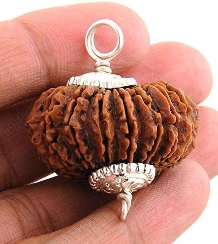 Original Certified Nepali 19 Mukhi Rudraksha Bead, Brown, Natural Lines, Silver Caps