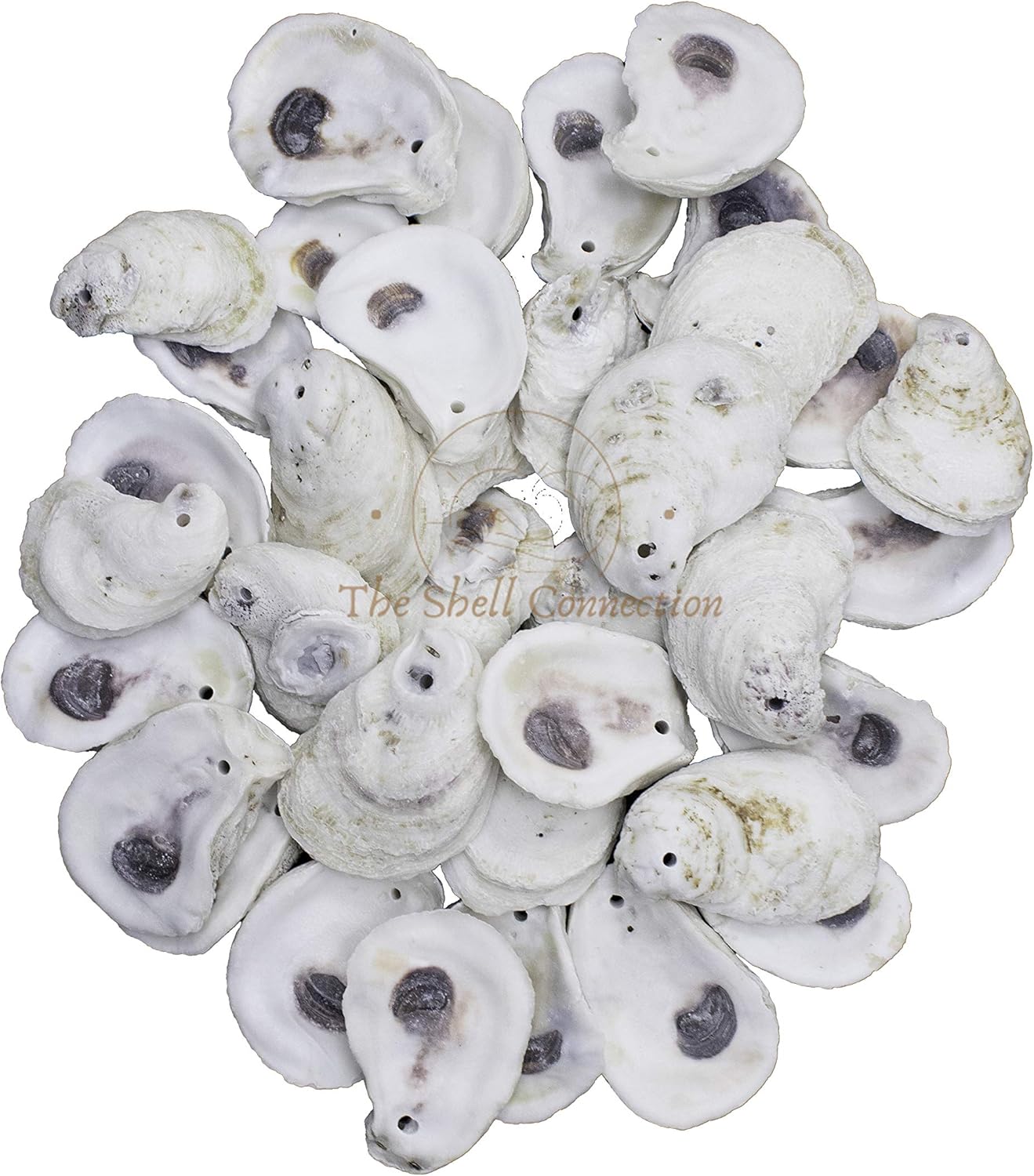 | Drilled Oyster Shells | 2-3