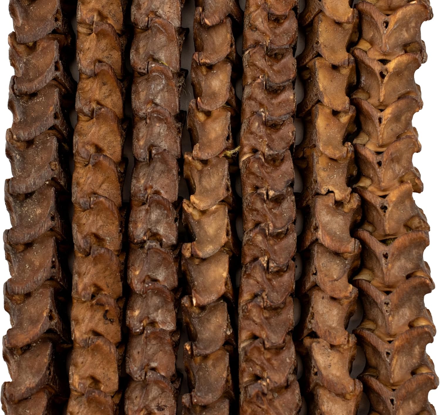 The Bead Chest Real Snake Vertebrae Beads from Africa Large 14mm Nigeria African Brown Interlocking Bone Large Hole 32-34 Inch Strand Handmade