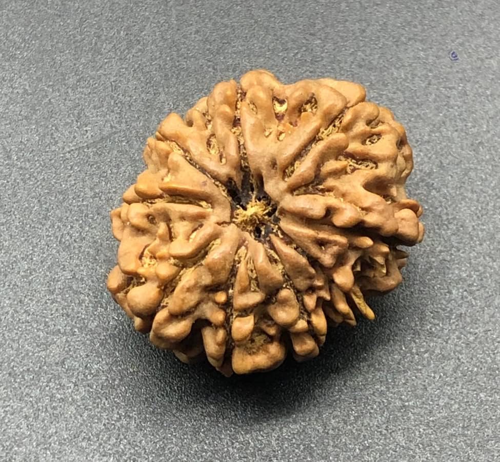 9 Mukhi 30.33mm Nepal Rudraksha 6.62Gms /Nine Face/Goddess Durga Collector Size Rare Bead IGL Certified Exact Bead
