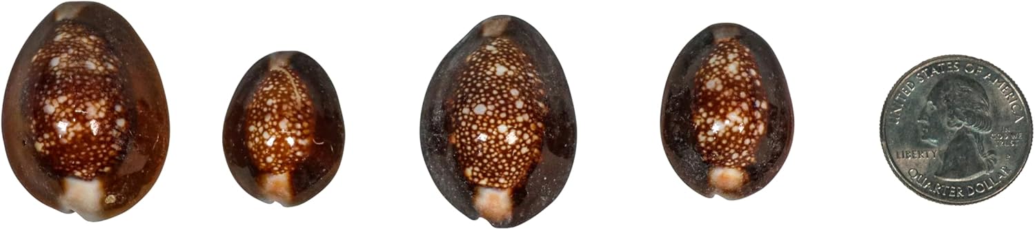 Snakehead Cowrie Shells (1-KG)