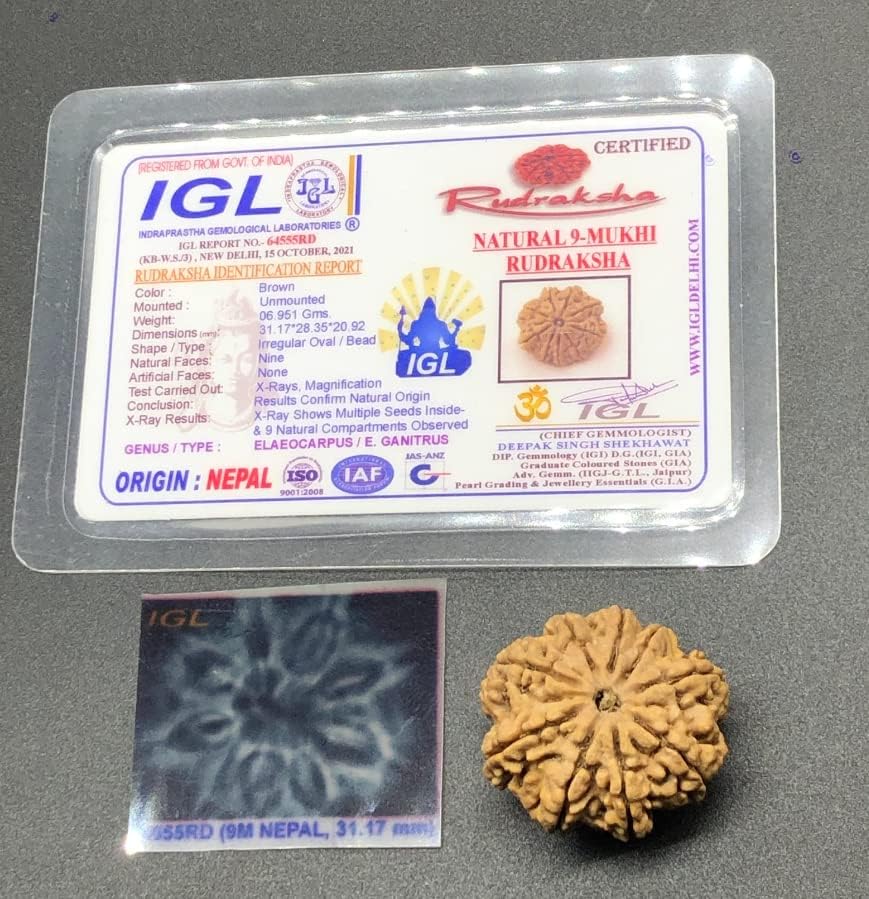 9 Mukhi 31.17mm Nepal Rudraksha 6.95 GMS/Nine Face/Goddess Durga Collector Size Rare Bead IGL Certified Exact Bead