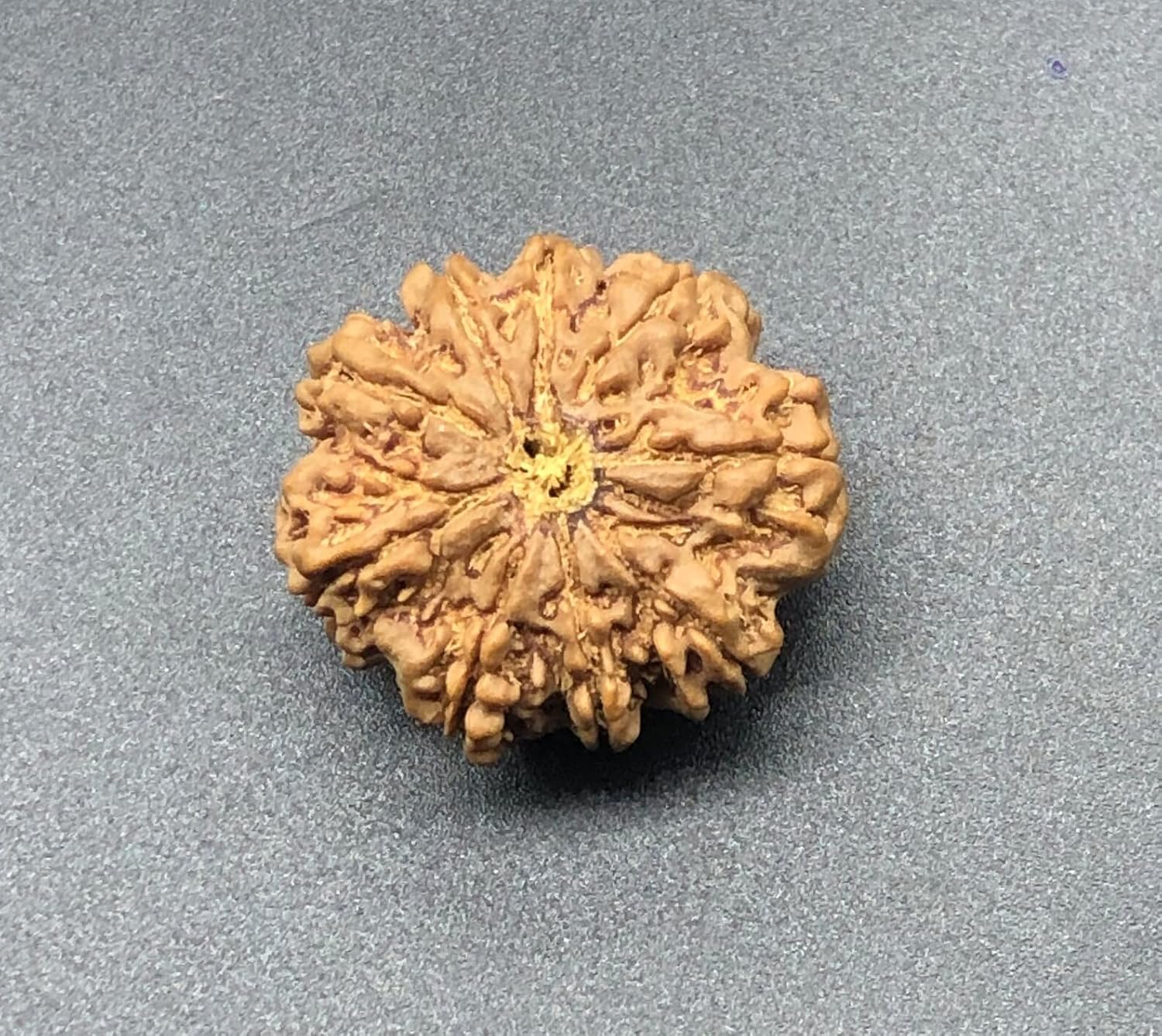 9 Mukhi 28.77mm Nepal Rudraksha 6.39 GMS/Nine Face/Goddess Durga Collector Size Rare Bead IGL Certified Exact Bead