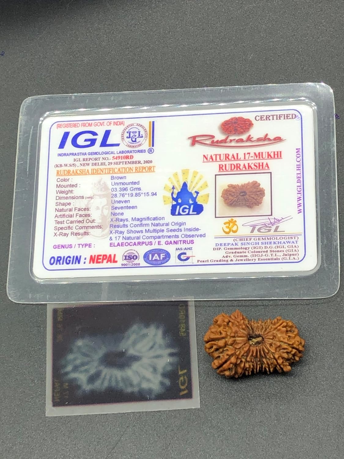 17 Mukhi Rudraksha from Nepal IGL Certified Energized Rudraksha 28.76mm 3.39 Grams Exact Image Natural Original Bead