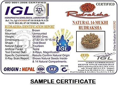 Lord Hanuman Kavach / Hanuman Pendant 14 Mukhi Rudraksha from Nepal 28mm-29mm IGL Lab Certified with Pure Silver Yantra