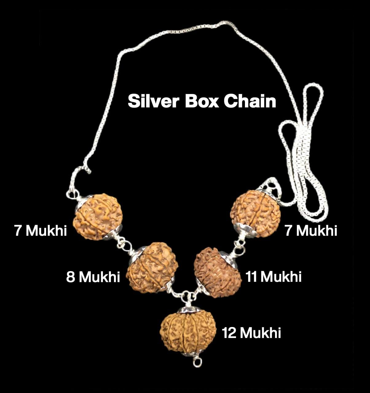 Rudraksha Combination for Business Power (Executives & Businessmen) 7,7,8,11,12 Mukhi Nepal in Silver Chain IGL Lab Certified (Small)