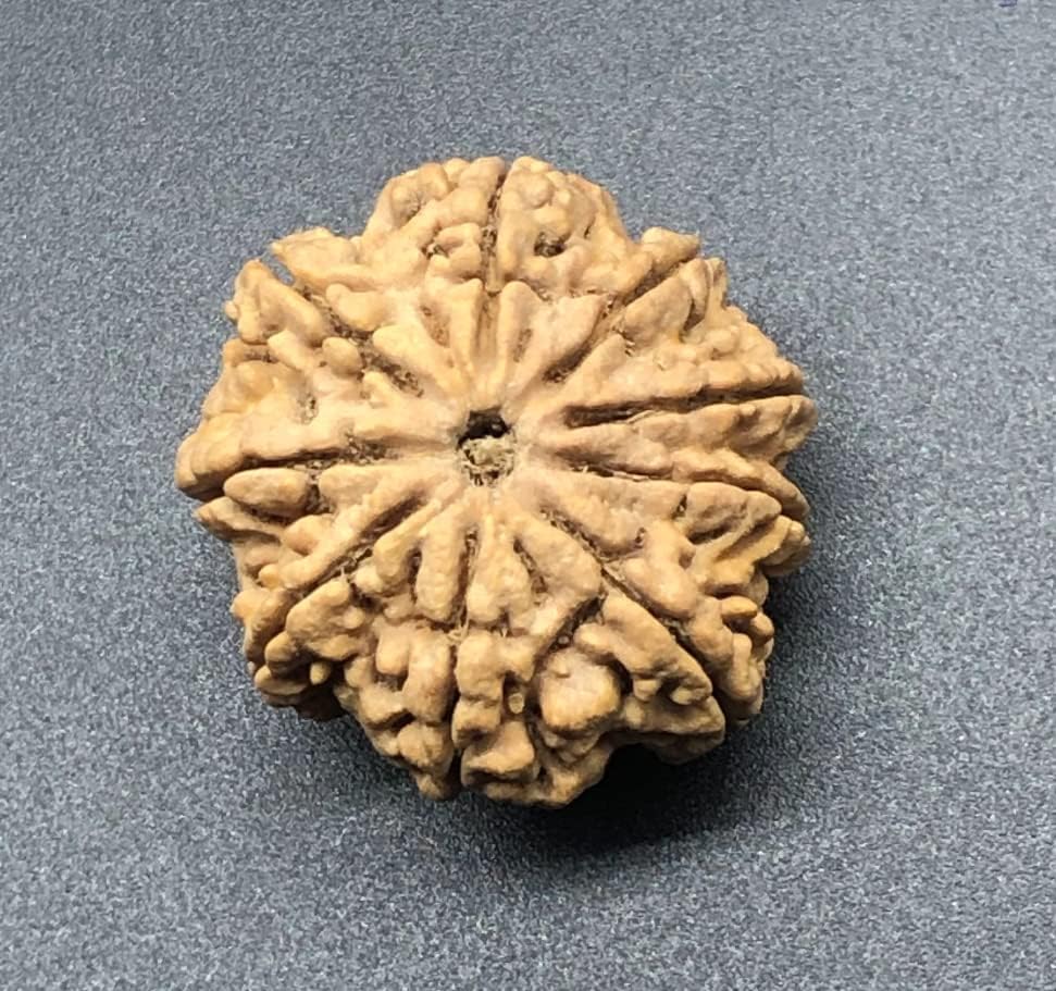 9 Mukhi 31.17mm Nepal Rudraksha 6.95 GMS/Nine Face/Goddess Durga Collector Size Rare Bead IGL Certified Exact Bead