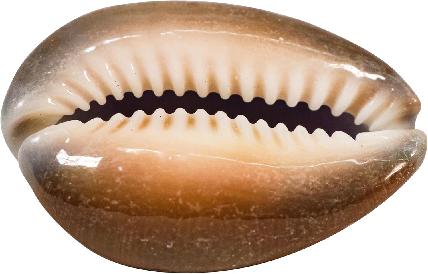 Snakehead Cowrie Shells (1-KG)