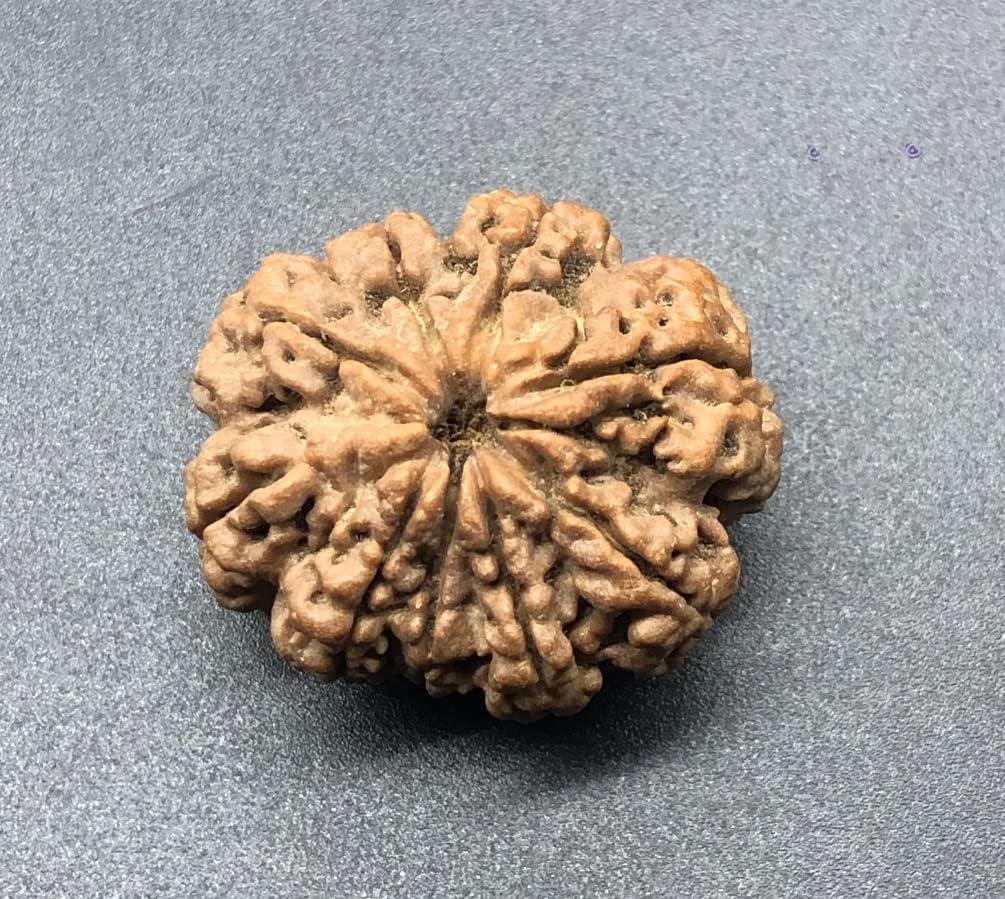 9 Mukhi 31.16mm Nepal Rudraksha 7.67 GMS/Nine Face/Goddess Durga Collector Size Rare Bead IGL Certified Exact Bead
