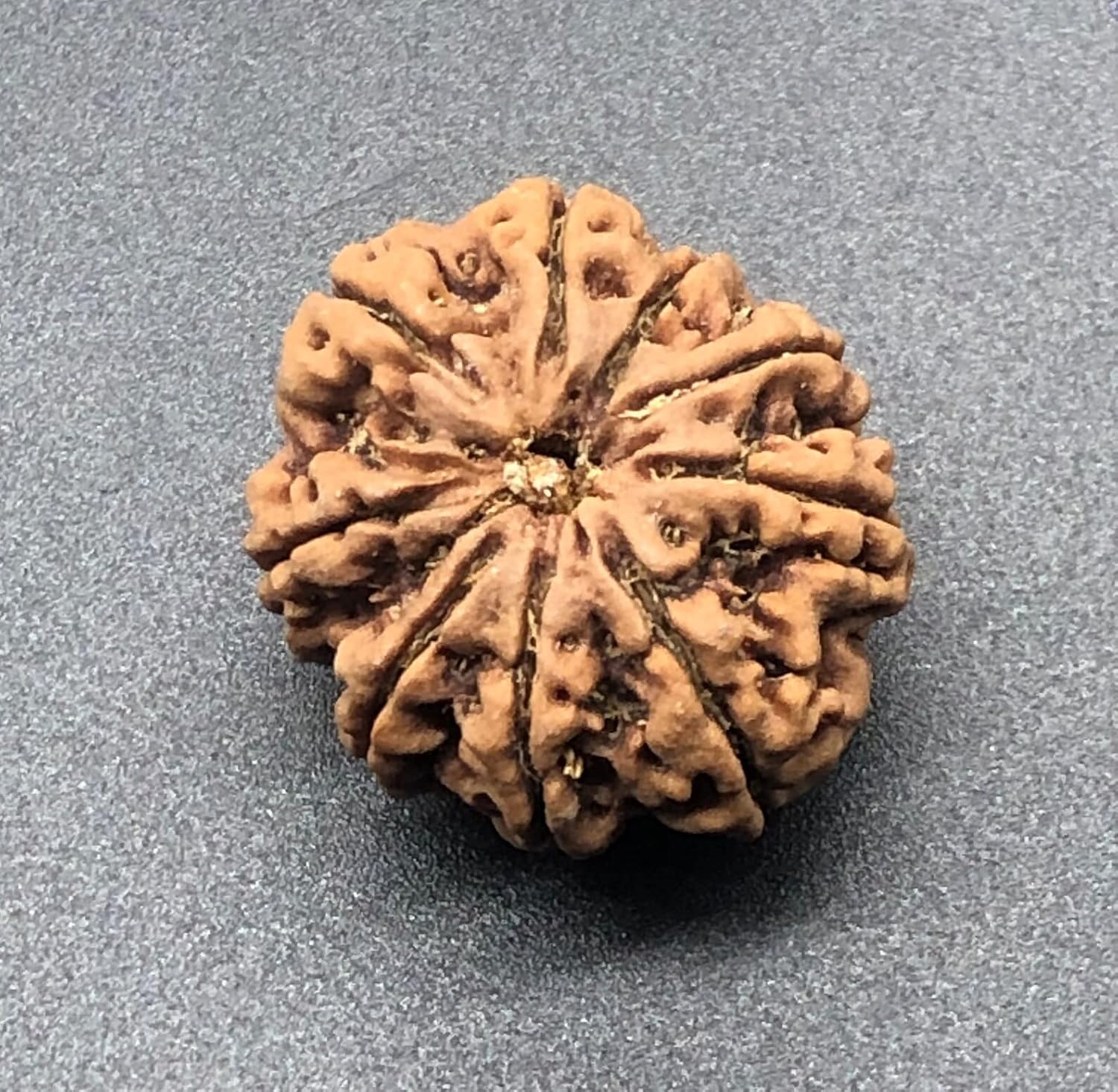 9 Mukhi 27.15mm Nepal Rudraksha 5.50 GMS/Nine Face/Goddess Durga Collector Size Rare Bead IGL Certified Exact Bead
