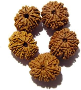Caratyogi Choose Your Natural Certified Nepali Rudraksha 1, 2, 3, 4, 5, 6, 7, 8, 9, 10, 11, 12, 13 Mukhi Rudraksh Ganesh Mukhi Rudraksh Gauri Shankar Gold Plated Pendant for Men Women