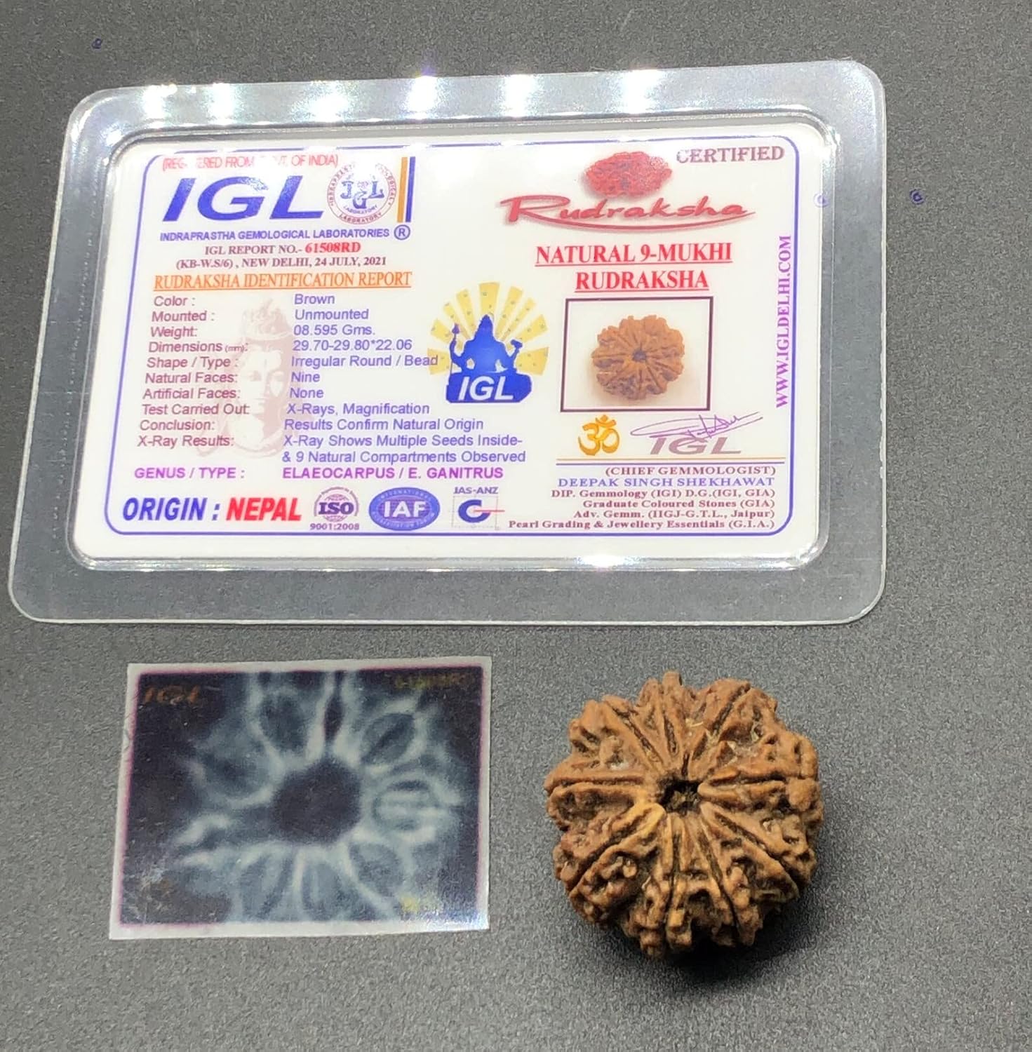 9 Mukhi 29.70mm Nepal Rudraksha 8.59 GMS/Nine Face/Goddess Durga Collector Size Rare Bead IGL Certified Exact Bead
