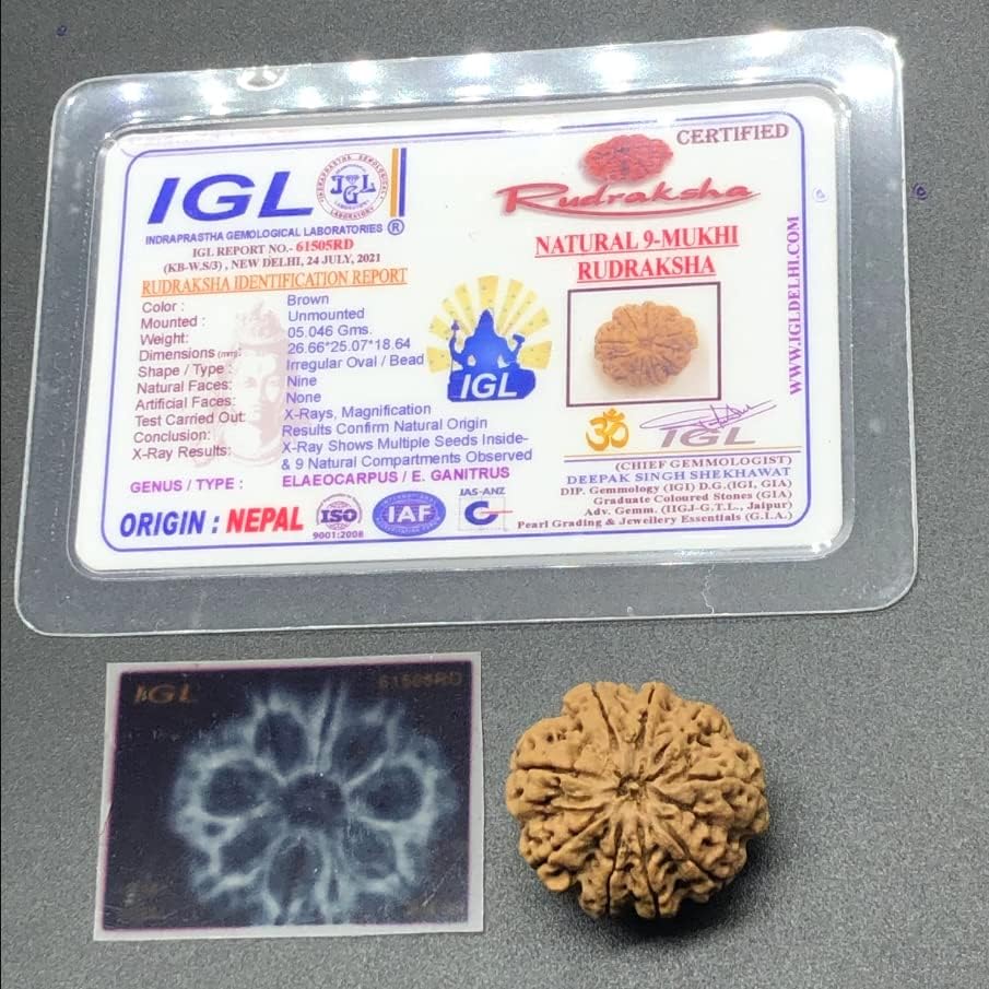 9 Mukhi 26.66mm Nepal Rudraksha 5.04 GMS/Nine Face/Goddess Durga Collector Size Rare Bead IGL Certified Exact Bead