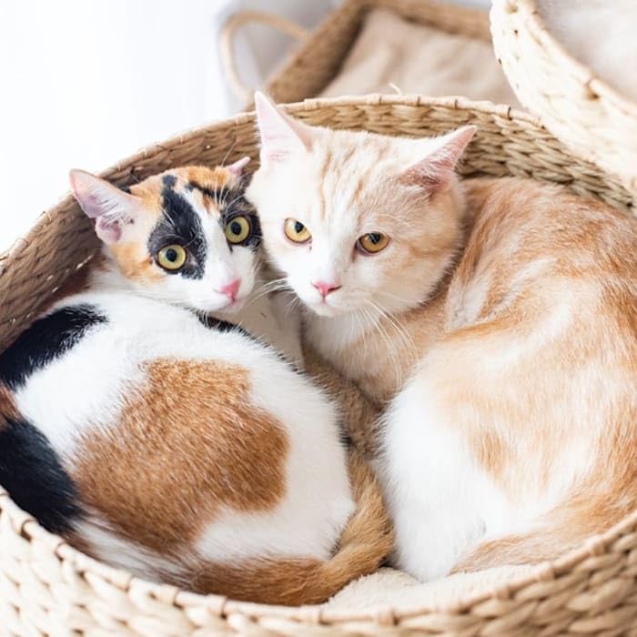 Eco-Friendly Handwoven Cat Tree with Sisal Scratching Post, 23