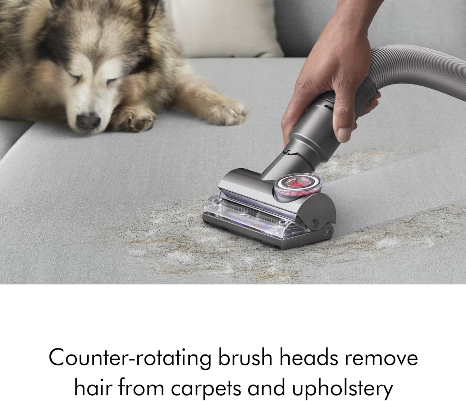 Dyson Ball Animal 3+ (Renewed Premium)