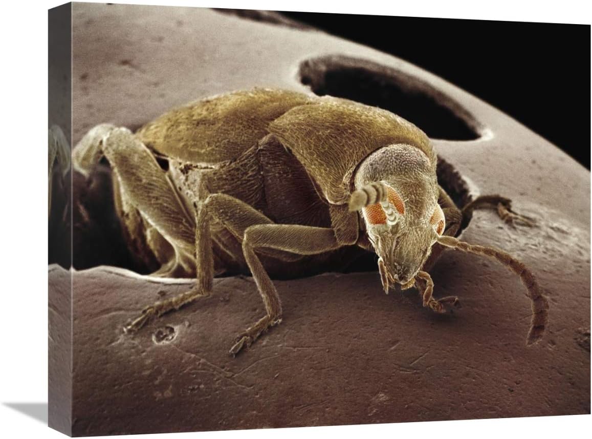 16 x 20 in. American Seed Beetle Emerging from String Bean It Has Partially Eaten Art Print - Albert Lleal