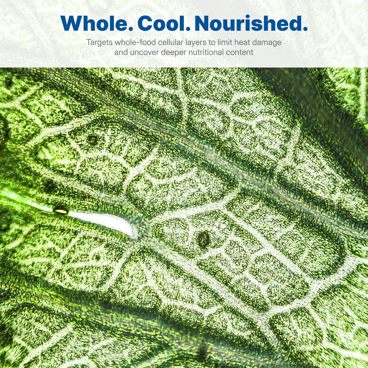 Home Blender, 1400W High-Speed Blender for Ice Crushing Power, Stainless Steel Blades, Kitchen Timer, 10 Speeds, 6 Programs for Smoothies, Frozen Drinks, Self-Cleaning, 64oz Bulk Production